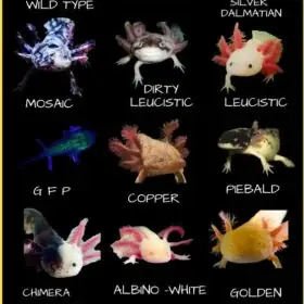 Cá Khủng Long Vàng Cá Khủng Long Vàng