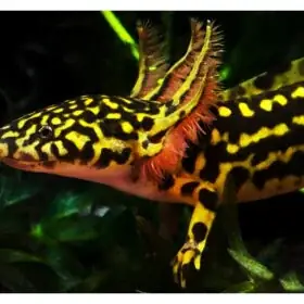 Cá Khủng Long Vàng Cá Khủng Long Vàng