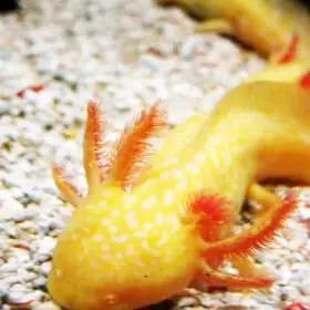 Cá Khủng Long Vàng Cá Khủng Long Vàng