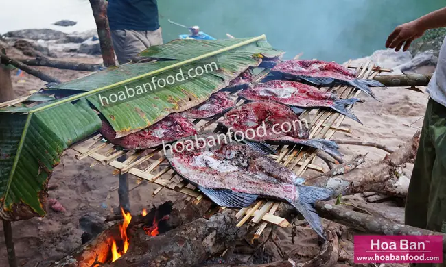 Cá Dầm Xanh – Nhận Biết Chính Xác Cá Dầm Xanh – Nhận Biết Chính Xác