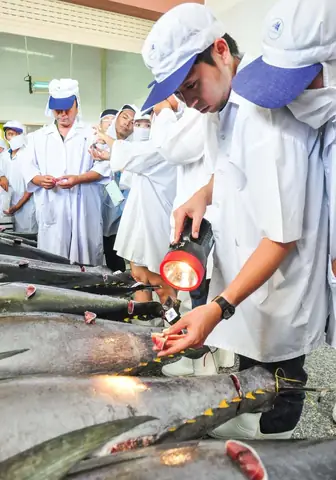 Làng Câu Cá Ngừ Đại Dương Kiếm 1.000 Tỷ Mỗi Năm Ở Miền Trung