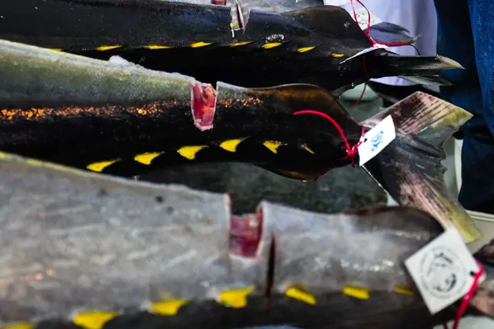 Làng Câu Cá Ngừ Đại Dương Kiếm 1.000 Tỷ Mỗi Năm Ở Miền Trung