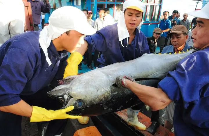 Làng Câu Cá Ngừ Đại Dương Kiếm 1.000 Tỷ Mỗi Năm Ở Miền Trung