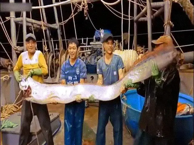 Vụ Ngư Dân Việt Bắt Được “rồng Biển” Khổng Lồ Lên Báo Mỹ