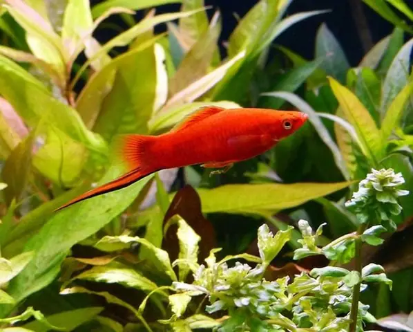 Cá Kiếm Cảnh Là Gì? Đặc Điểm, Cách Nuôi Và Ý Nghĩa Trong Phong Thủy