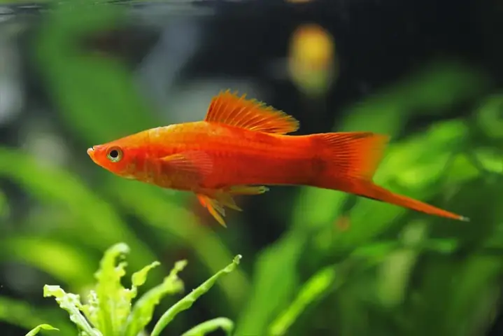 Cá Kiếm Đỏ (red Swordtail)