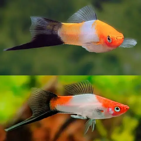 Cá Kiếm Cảnh Sinh Sản Như Thế Nào?