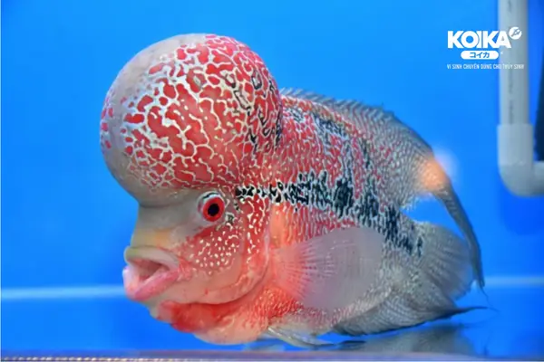 Cá Kiểng Nước Ngọt: Hướng Dẫn Chi Tiết Từ A-z Cho Người Mới Bắt Đầu