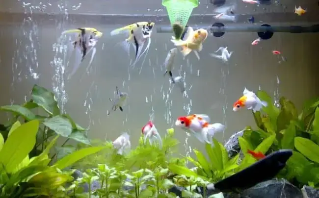 Tìm Mua Cá Kiểng Thủ Đức Ở Đâu? Top Địa Chỉ Bạn Nên Ghé Thăm