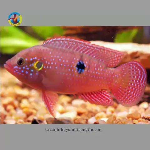 Đặc Điểm Nổi Bật Của Cá Kim Cương Đỏ