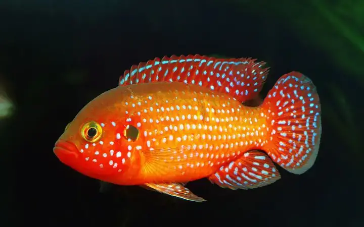 Hướng Dẫn Nuôi Cá Kim Cương Đỏ Đạt Kích Thước Tối Đa