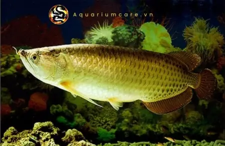 Cá Rồng Kim Long Úc - Vi Sinh Cá Cảnh Aquarium Care