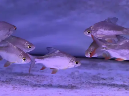 Cá Kim Ngân - Vi Sinh Cá Cảnh Aquarium Care