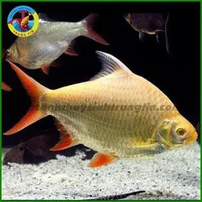 Thức Ăn Cho Cá Kim Ngân Qua Các Giai Đoạn Phát Triễn