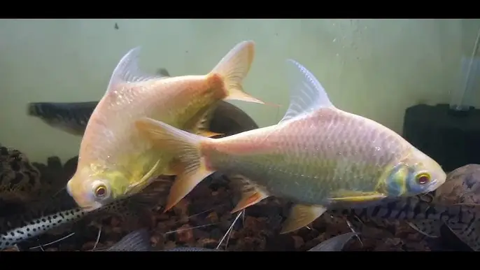 Toàn Tập Kiến Thức Về Cá Kim Sơn Albino: Cách Nuôi, Chăm Sóc Và Giá Cả