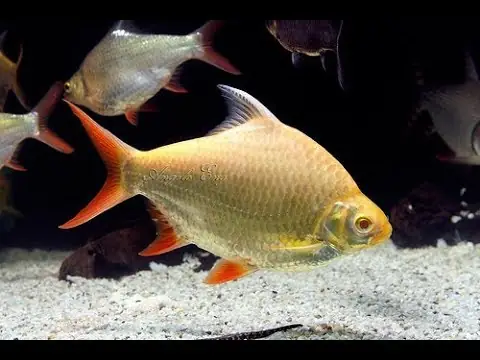 Toàn Tập Kiến Thức Về Cá Kim Sơn Albino: Cách Nuôi, Chăm Sóc Và Giá Cả