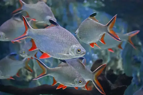 Cá Kim Sơn Short: Khái Quát Về Biến Thể Độc Đáo