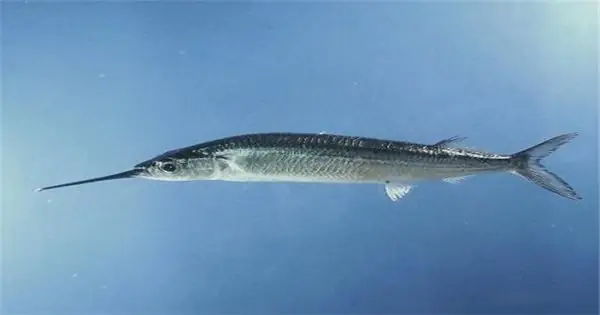 Cá Kìm -loài Cá Được Nhiều Người Ưa Chuộng | Dân Tộc Và Phát Triển