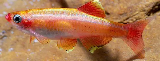 Cá Thuỷ Sinh Kim Tơ Vàng