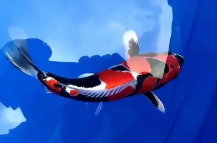 Cá Koi 43 Tỷ: Huyền Thoại, Khoa Học Và Giá Trị Bảo Tồn Cá Koi 43 Tỷ: Huyền Thoại, Khoa Học Và Giá Trị Bảo Tồn