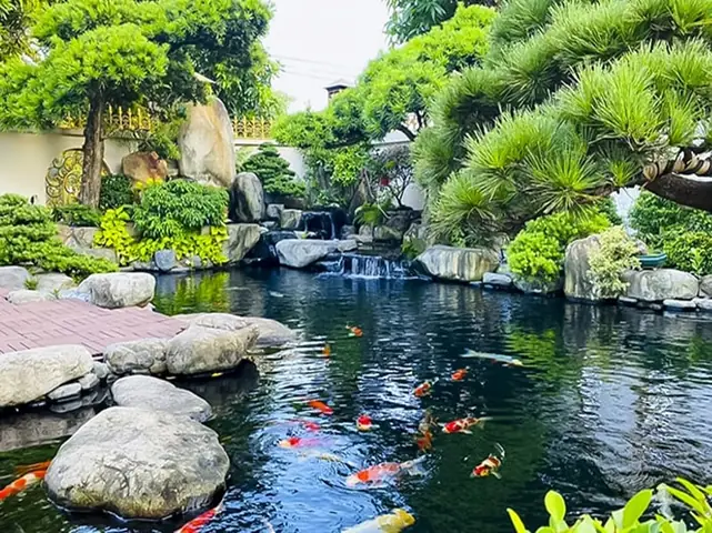 Hồ Cá Koi Bà Rịa: Thiết Kế, Thi Công Và Kinh Nghiệm Chọn Địa Điểm Đẹp Nhất