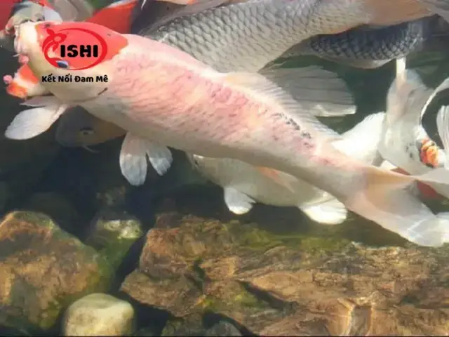 Nguyên Nhân Khiến Cá Koi Bị Đỏ Vây