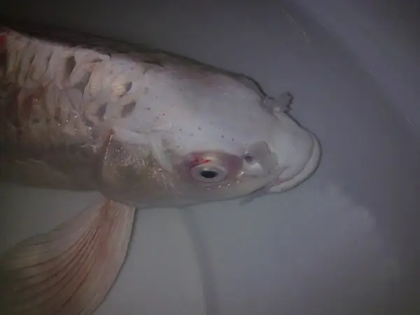 Tại Sao Cá Koi Bị Đỏ Vây? Nguyên Nhân & Cách Xử Lý