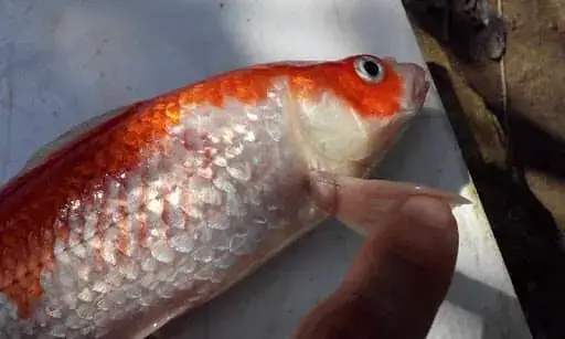 Tại Sao Cá Koi Bị Đỏ Vây? Nguyên Nhân & Cách Xử Lý