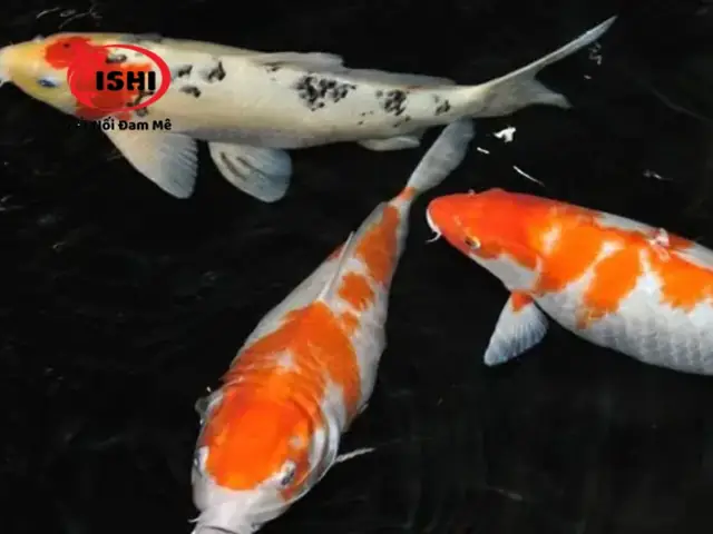 Hướng Dẫn Cách Điều Trị Cá Koi Bị Phình Bụng