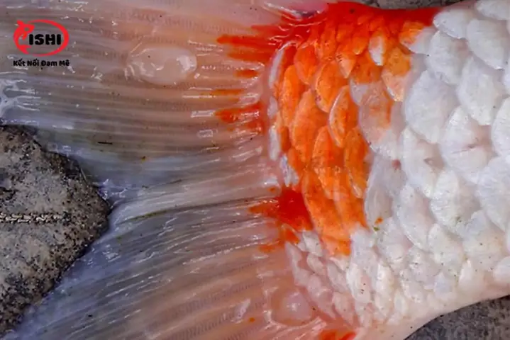 Nhận Biết Dấu Hiệu Cá Koi Bị Tróc Vảy: