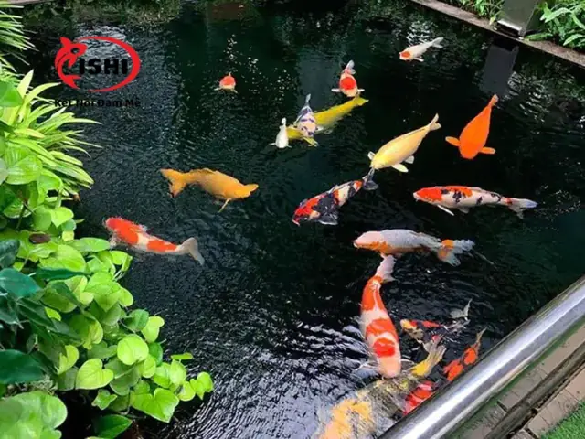 Cách Phòng Ngừa Cá Koi Bị Sốc Nước