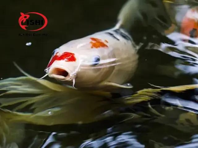 Cách Khắc Phục Khi Cá Koi Bị Stress