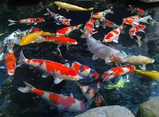 Cách Phòng Tránh Bệnh Cá Koi Bị Tróc Vảy, Cá Koi Bị Tróc Da