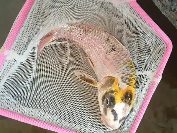 Dấu Hiệu Nhận Biết Cá Koi Bị Tróc Vảy, Cá Koi Bị Tróc Da