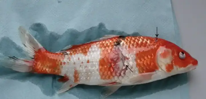 Cá Koi Bị Tróc Vảy Là Bệnh Gì?