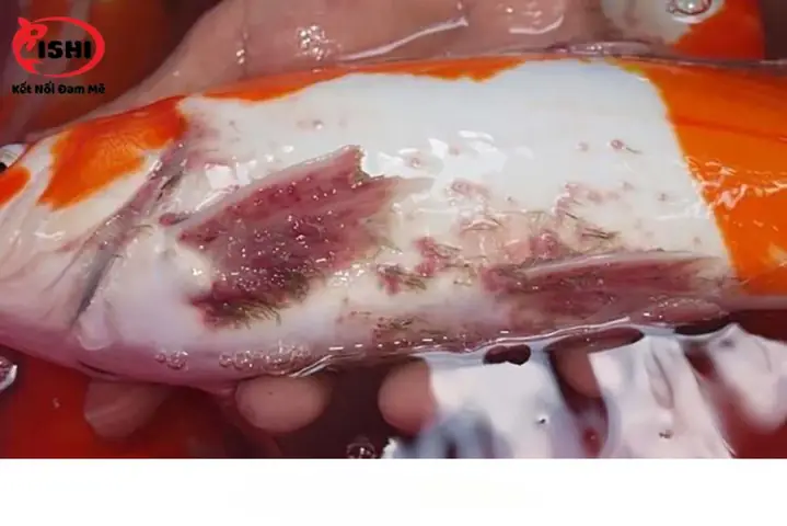 Phân Tích Các Nguyên Nhân Chủ Yếu