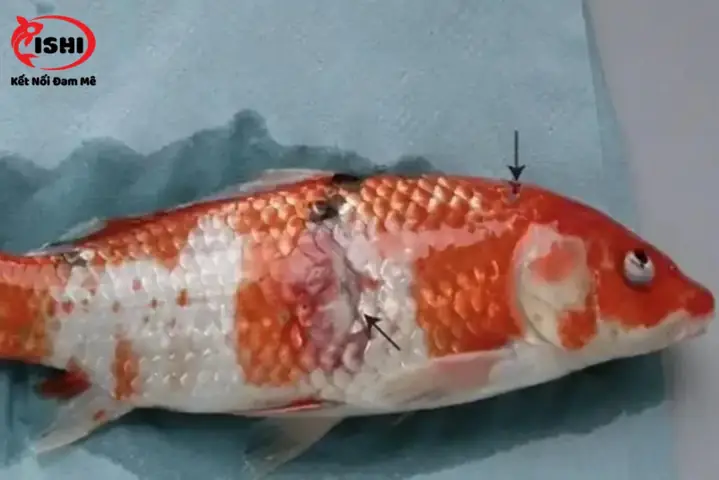 Nhận Biết Dấu Hiệu Cá Koi Bị Xuất Huyết