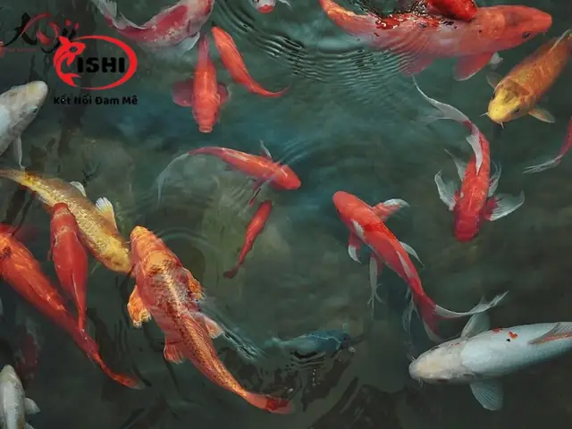 Điều Trị Bệnh Cho Cá