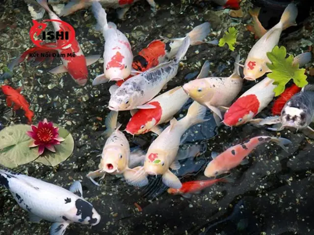 Do Sự Thay Đổi Của Nhiệt Độ Nước – Cá Koi Bơi Lờ Đờ