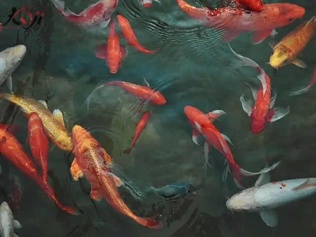 Triệu Chứng Kèm Theo Khi Cá Koi Bơi Lờ Đờ