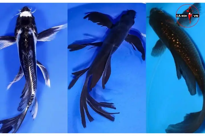# Cá Koi Bướm - Giá Bán Và Cách Chăm Sóc Như Thế Nào # Cá Koi Bướm - Giá Bán Và Cách Chăm Sóc Như Thế Nào