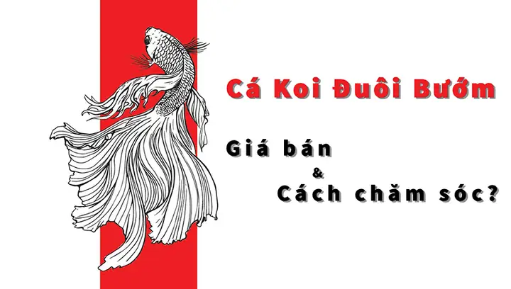 Cá Koi Đuôi Bướm - Giá Bán Và Cách Chăm Sóc | Sgl Vietnam Cá Koi Đuôi Bướm - Giá Bán Và Cách Chăm Sóc | Sgl Vietnam