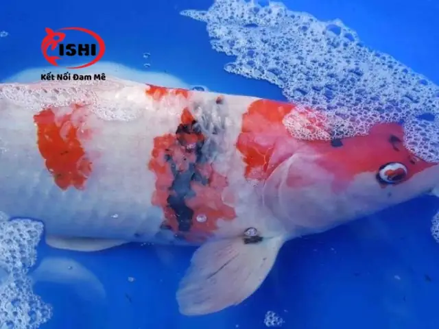 Cách Xử Lý Khi Cá Koi Cạ Mình Vào Thành Bể