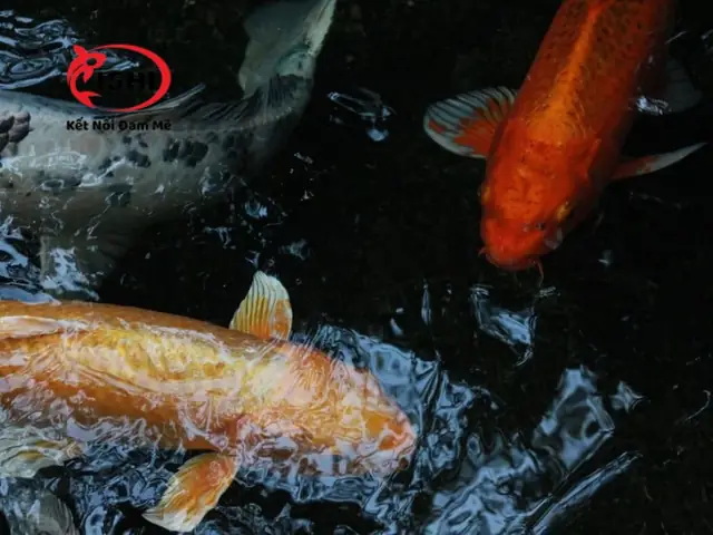 Hiện Tượng Cá Koi Cạ Mình Vào Thành Bể