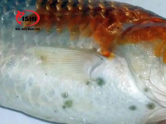 Bệnh Rận Cá
