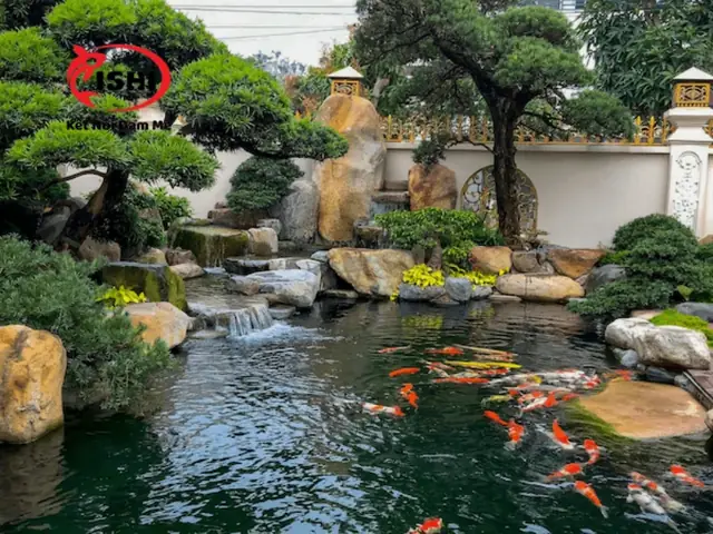 Cách Phòng Ngừa Cá Koi Cạ Mình