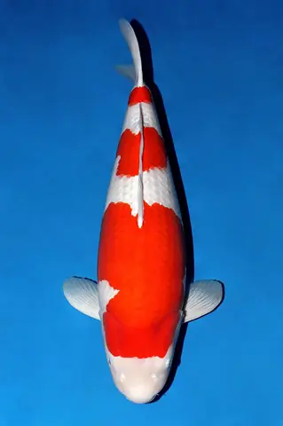 Các Koi Kohaku