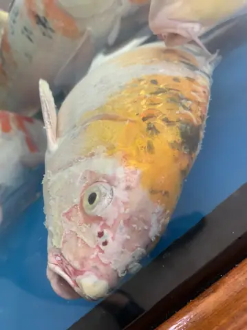 Cá Koi Chết Hàng Loạt Là Do Đâu?