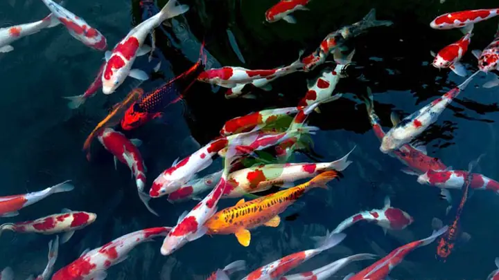 Giới Thiệu Vài Nét Về Loài Cá Koi