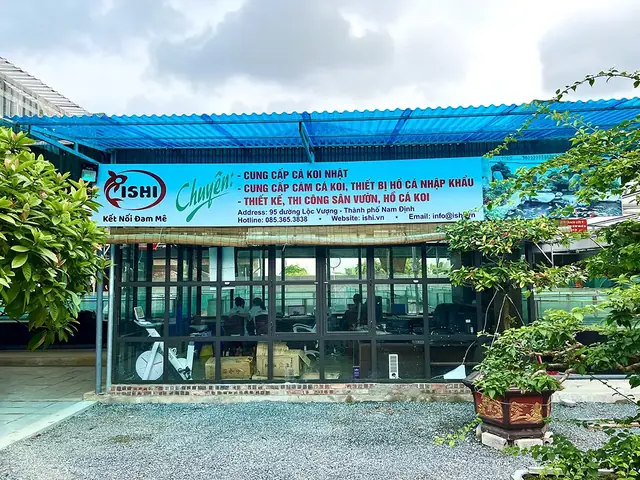 Giá Cá Koi Hiện Nay Là Bao Nhiêu? Mua Cá Koi Nhật Ở Đâu Uy Tín?